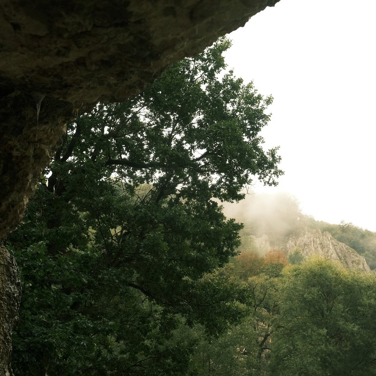 Picture of Forest, sky facing